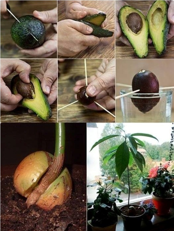 Avocado-Tree